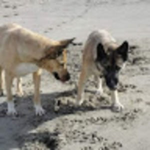 Meet your Posher, Lindsey